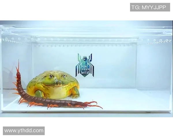 牛蛙君打比赛-牛蛙君的战斗篇章—一场不容错过的比赛盛宴-牛蛙君打比赛